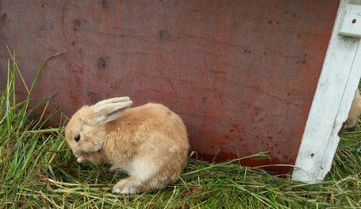 Nytt virus hittat hos tamkaniner i Sverige