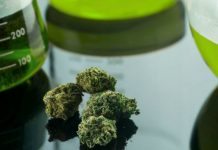 Döende patienter ersätts för medicinsk cannabis