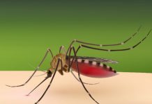 Piller mot denguefeber lovande i tidigt test Läkemedelsvärlden