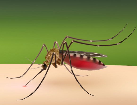 DNA-vaccin mot zikavirus testas kliniskt i fas II