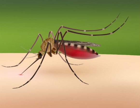 Därför blev zikaviruset extra farligt