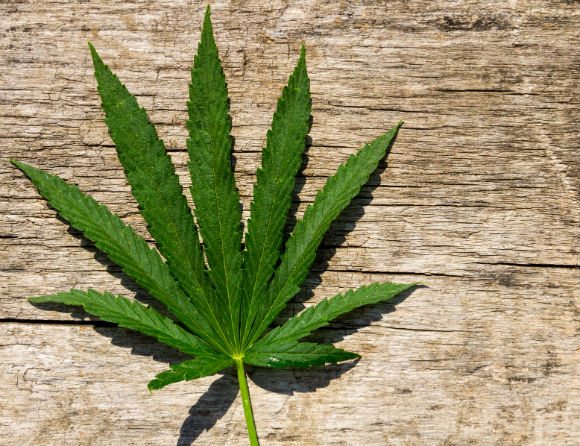Nobben igen för cannabisläkemedel