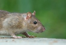 Råttor hittade tuberkulos hos barn