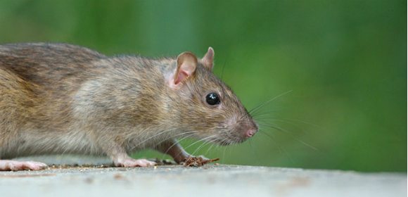 Råttor hittade tuberkulos hos barn