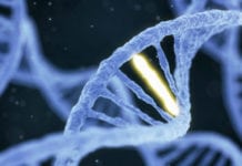 Genteknik lockar vaccinutvecklarna