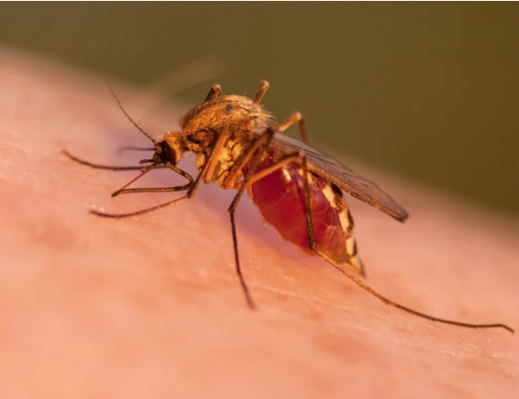 Monoklonal antikropp skyddade mot malaria