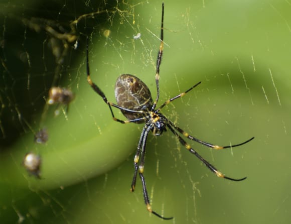 Höga koncentrationer av läkemedel funna i spindlar