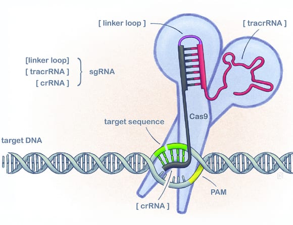 Gensaxen CRISPR-Cas9. Illustration: Linnea Holmström Ljung.