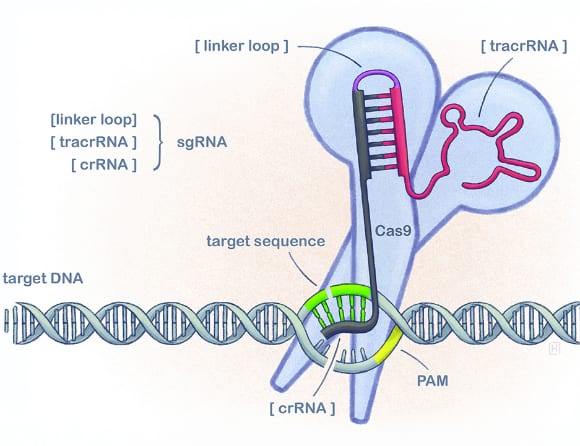 EMA-experter positiva till första Crispr-behandlingen