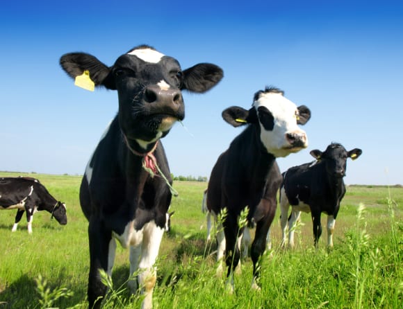 Ny rapport visar minskning av antibiotika till djur
