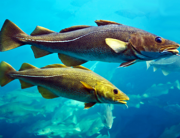 Fiskslem skulle kunna bli källa till nya antibiotika