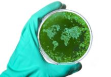 Ny WHO-studie: Var sjätte bakterieinfektion resistent Läkemedelsvärlden