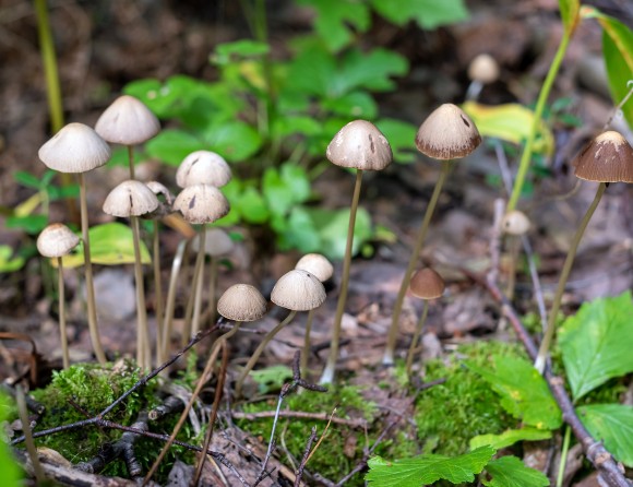 Psilocybin mot depression effektivt enligt studie i USA