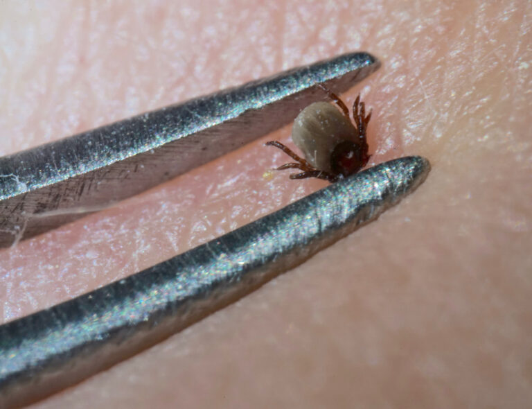 Kartlägger TBE-virus i inskickade fästingar