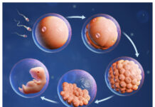 Befruktning fertilitet barn grafik WP1 Foto Istock Illustration: Istock