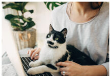 Katt Kattägare Dator Djurägare Djurläkemedel Biverkningsrapportering WP1 Foto Istock