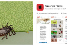 Rapportera fästing direkt i din mobil Läkemedelsvärlden