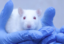 Semaglutid dämpade kokainmissbruk