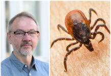 Region Uppsala är hårdast TBE-drabbad i landet