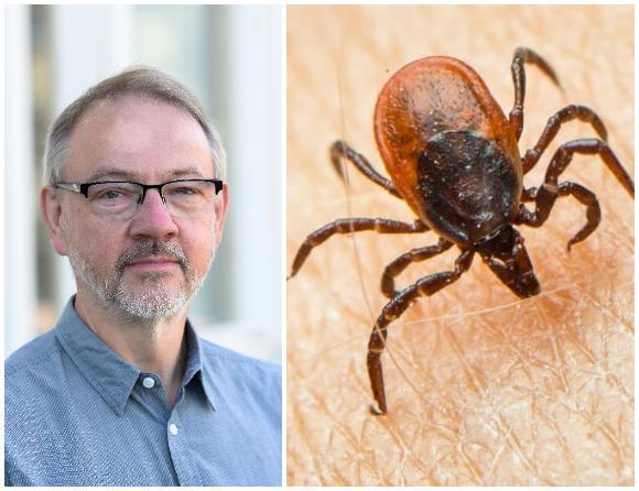 Region Uppsala är hårdast TBE-drabbad i landet