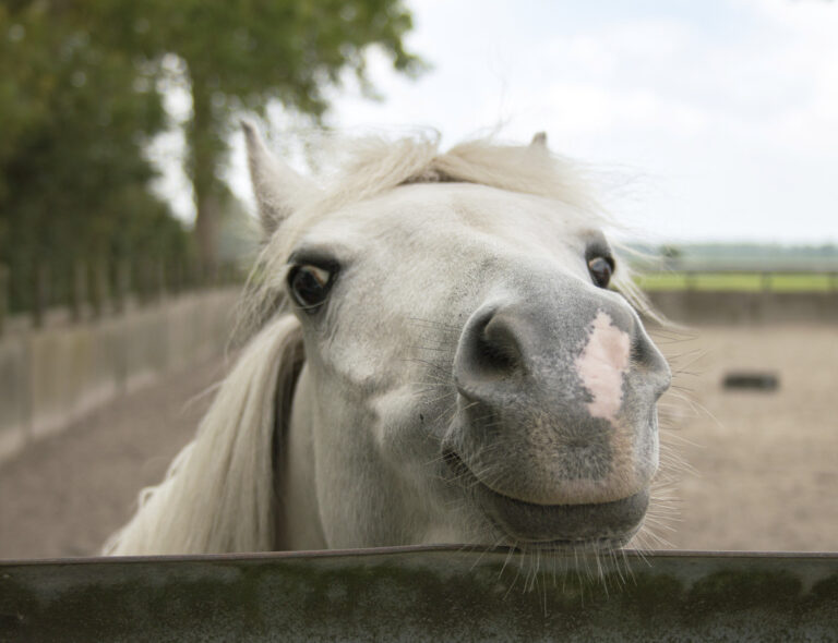 Verkningslös hästmedicin såldes via Facebook