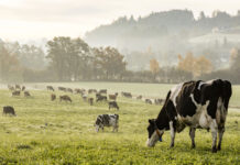 Fågelinfluensa påvisad hos mjölkko i Nederländerna