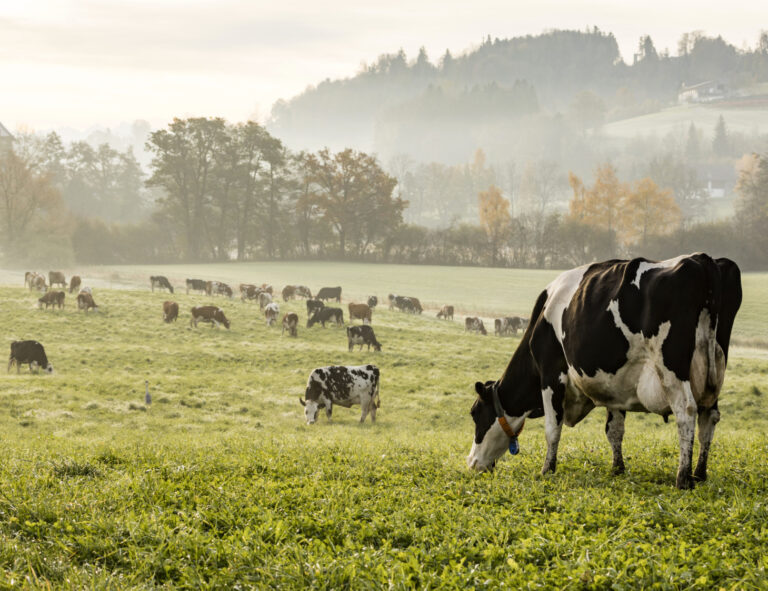 Fågelinfluensa påvisad hos mjölkko i Nederländerna