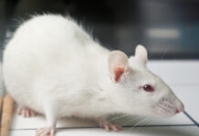 Mounjaro hjälpte mot alkoholsug i djurförsök