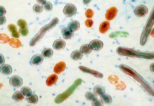 All antibiotikaresistens ökade under 2025 Resistenta bakterier