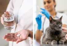 Ny handlingsplan: Fokus på tillgänglighet, beredskap och kassation Läkemedelsförsörjning och veterinärvård – två områden i den nya nationella handlingsplanen för läkemedelsstrategi