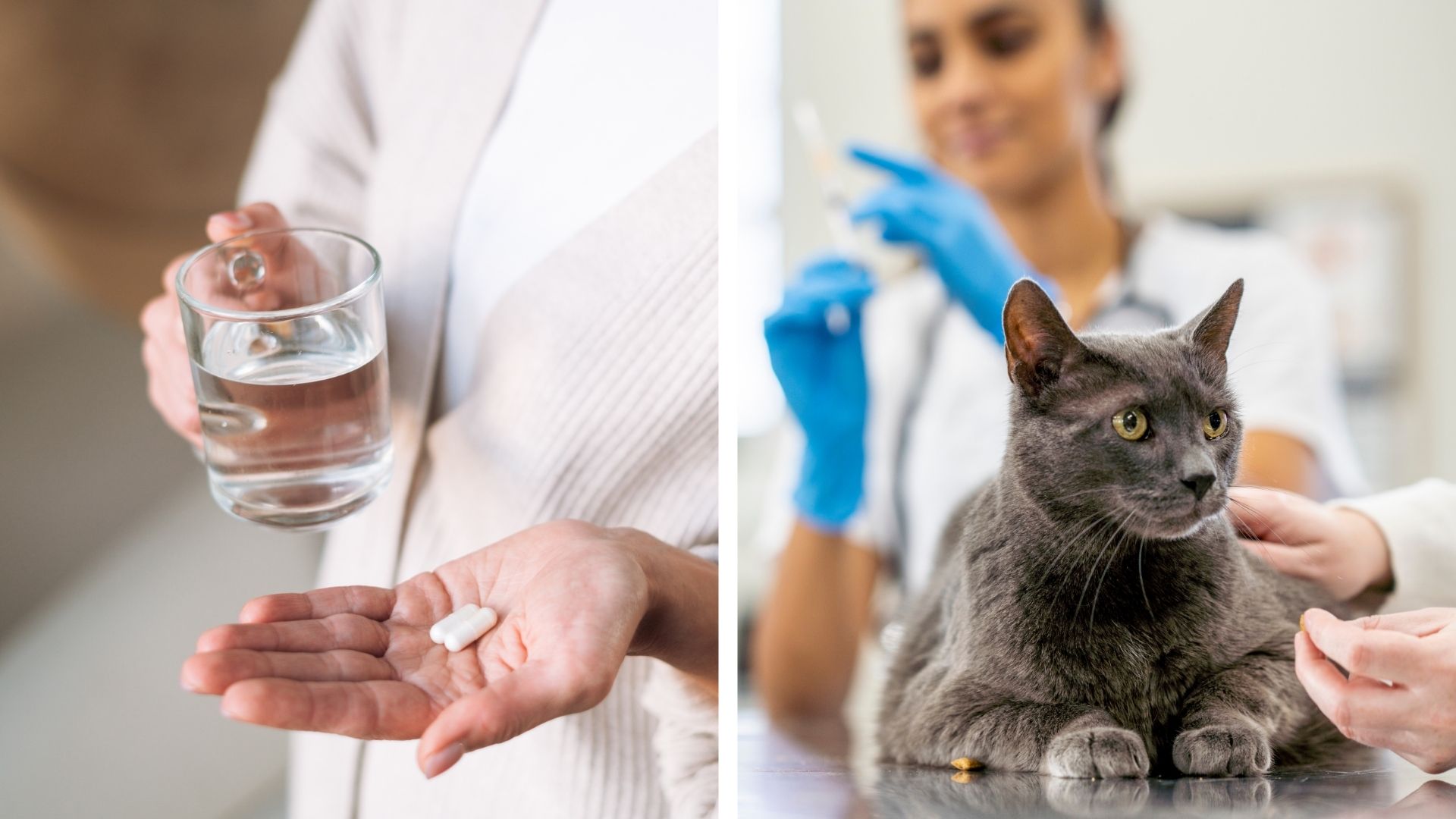 Läkemedelsförsörjning och veterinärvård – två områden i den nya nationella handlingsplanen för läkemedelsstrategi