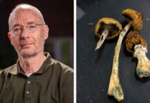 ”Magisk svamp” ger snabb lindring vid depression – ny svensk studie visar klinisk effekt Johan Lundberg, professor vid institutionen för klinisk neurovetenskap och Centrum för psykiatriforskning, Karolinska Institutet
