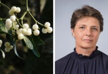 Mistelextrakt saknar effekt vid bukspottkörtelcancer Kathrin Wode, specialistläkare i onkologi och forskare vid Umeå universitet