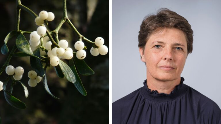 Mistelextrakt saknar effekt vid bukspottkörtelcancer