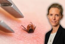 Nya TBE-råd från FHM – vaccin rekommenderas brett för första gången Collage: Ulrika Marking/Fästing