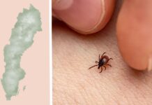 Priset på TBE-vaccination i alla landets alla regioner Kostnad för tbe-vaccin bland regioner i Sverige