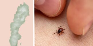 Kostnad för tbe-vaccin bland regioner i Sverige