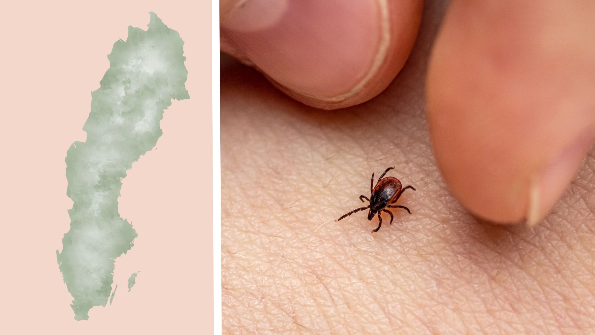 Kostnad för tbe-vaccin bland regioner i Sverige
