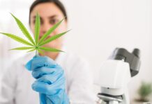 Ökad förskrivning av cannabisbaserade läkemedel Forskare som håller upp medicinsk cannabis