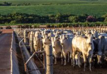 EU stoppar brasiliansk export – nytt vapen mot antibiotikaresistens Kor i en hage i Brasilien.