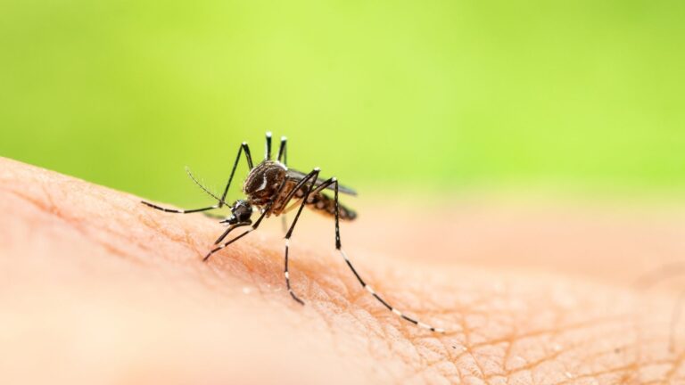 Användningen av chikungunyavaccinet Ixchiq begränsas efter allvarliga biverkningar