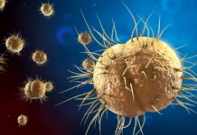 Märkbar ökning av antibiotikaresistent gonorré i Sverige Illustration på antibiotikaresistent gonorré.