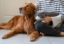 Resistenta tarmbakterier ökar hos sällskapsdjur En hund och katt tillsammans med människa